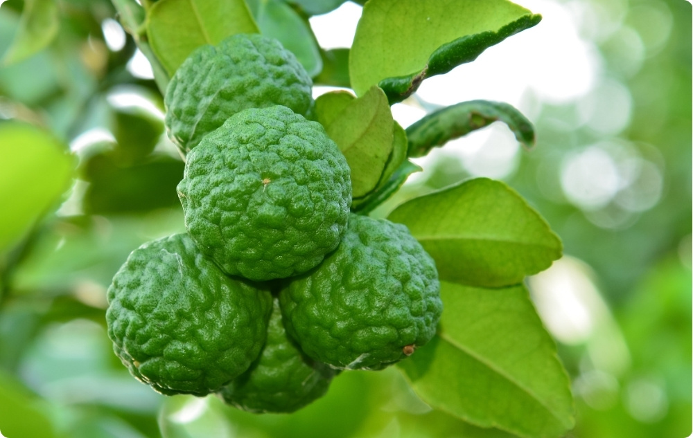 S čím pomáhá Esenciální olej z Bergamot?