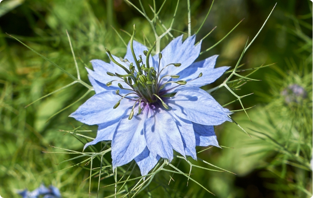 S čím pomáhá olej z Černého Kmínu Nosný?