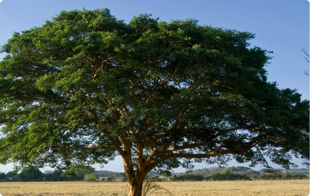 S čím pomáhá Esenciální olej Copaiba?