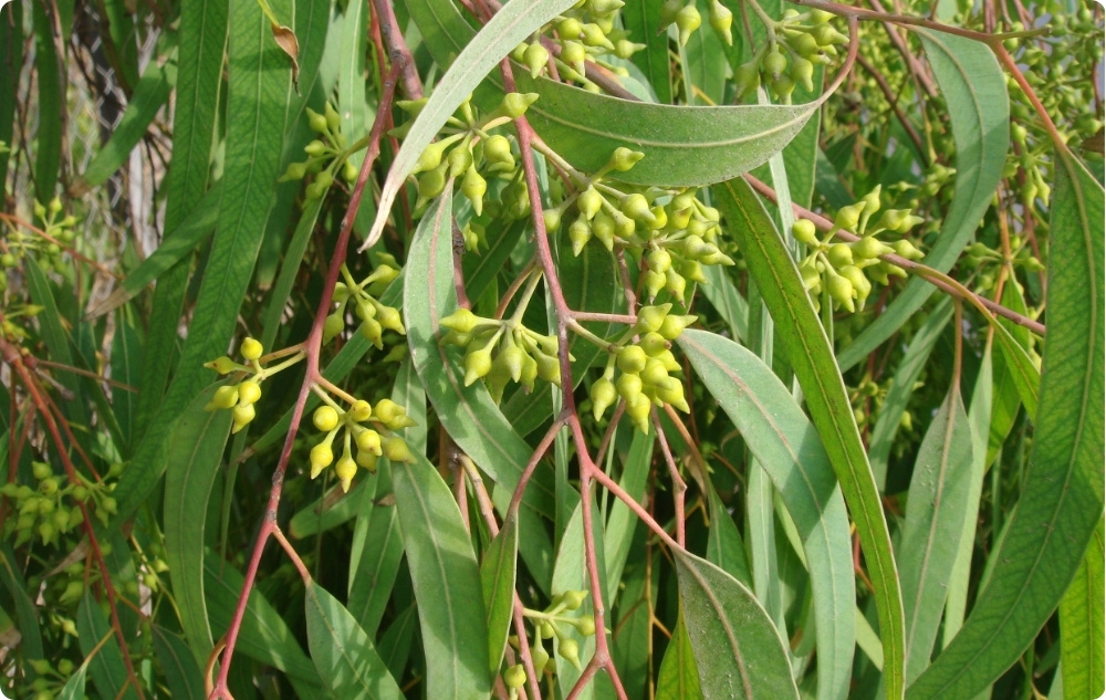 S čím pomáhá Esenciální olej z Eukalyptus Globulus?