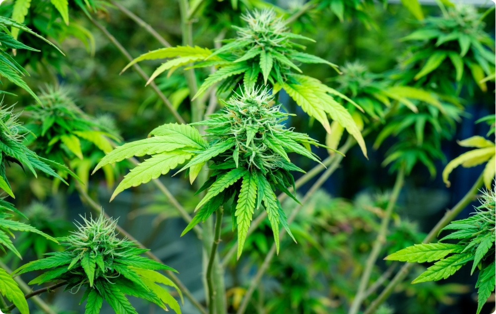 S čím pomáhá Nosný olej z Konopných Semínek?