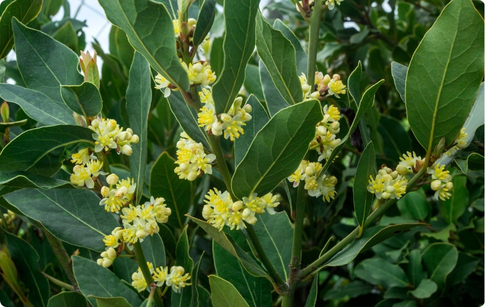 S čím pomáhá Esenciální olej z Vavřín listu?