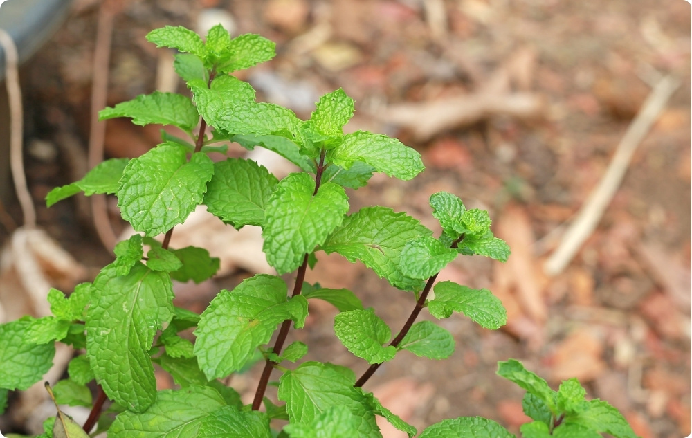 S čím pomáhá Květová voda z Meduňka?