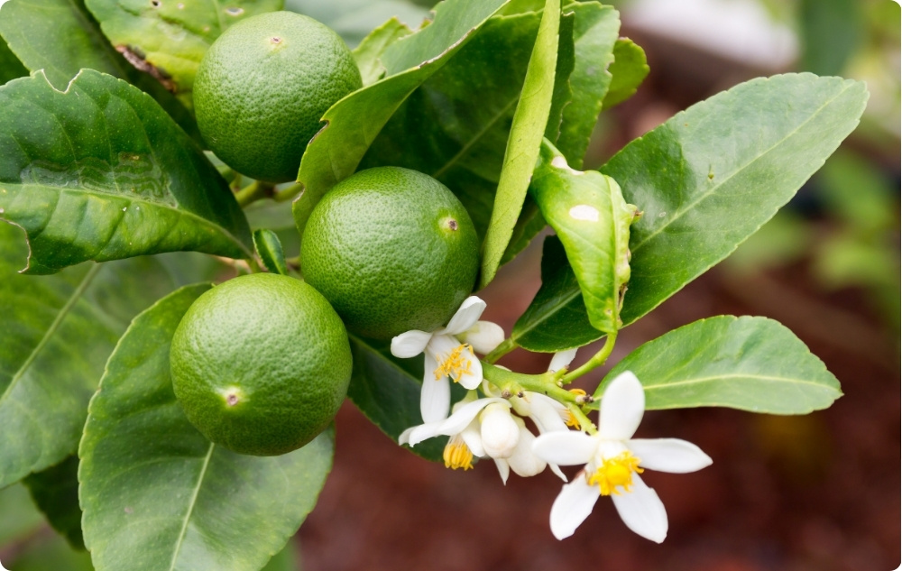 S čím pomáhá Esenciální olej z Limeta?