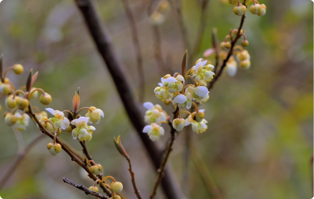 S čím pomáhá Esenciální olej Litsea Cubeba?