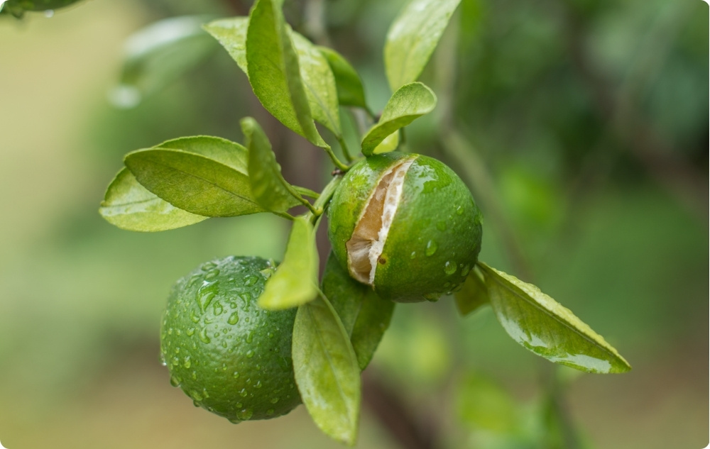 S čím pomáhá Esenciální olej z Mandarinka?