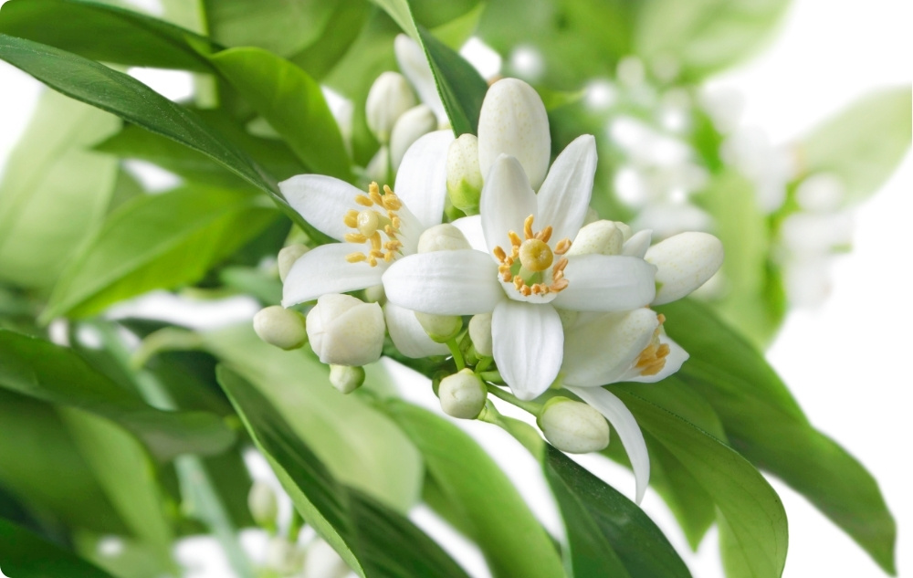 S čím pomáhá Esenciální olej Neroli?