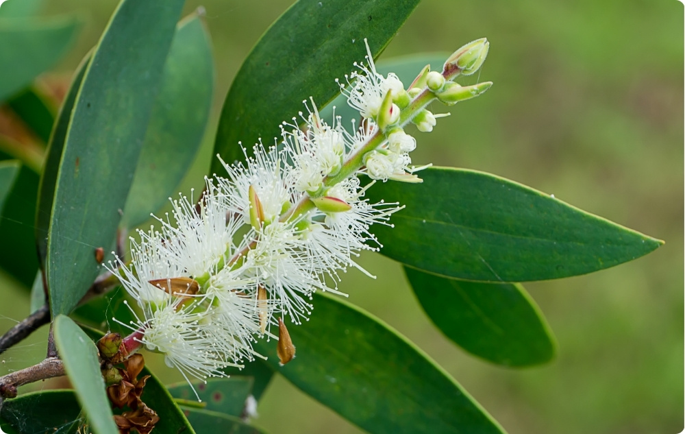 S čím pomáhá Esenciální olej Niaouli?