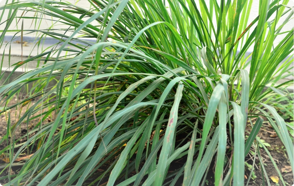 S čím pomáhá Esenciální olej z Palmarosa?