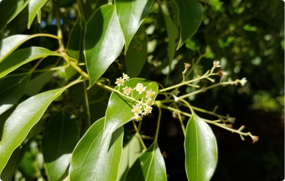 S čím pomáhá Esenciální olej Ravintsara?