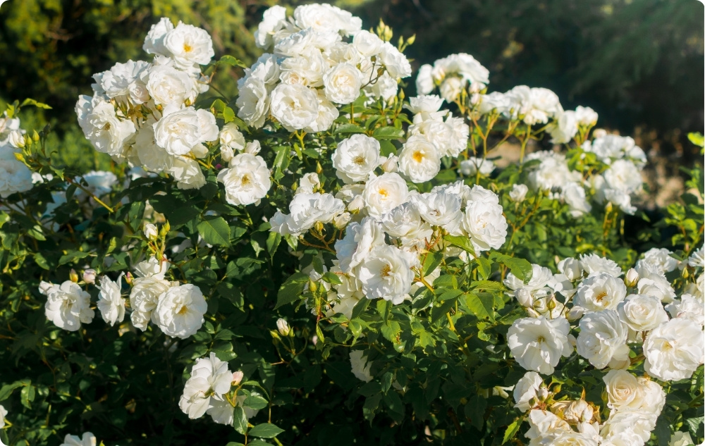 S čím pomáhá Květinová voda Růže Bílá?