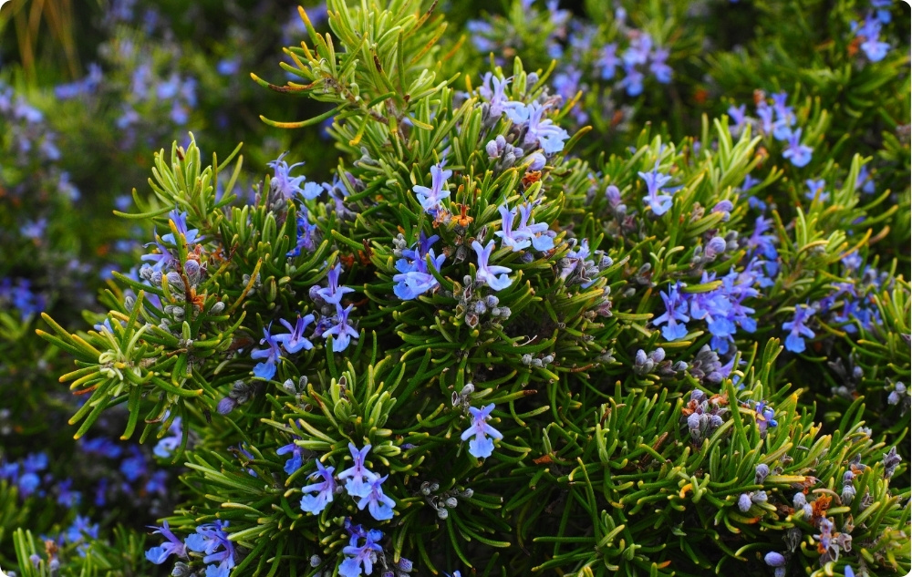 S čím pomáhá Esenciální olej z Rozmarýn Cineol?