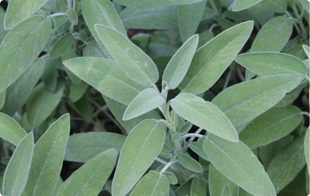 S čím pomáhá Esenciální olej ze Šalvěje?