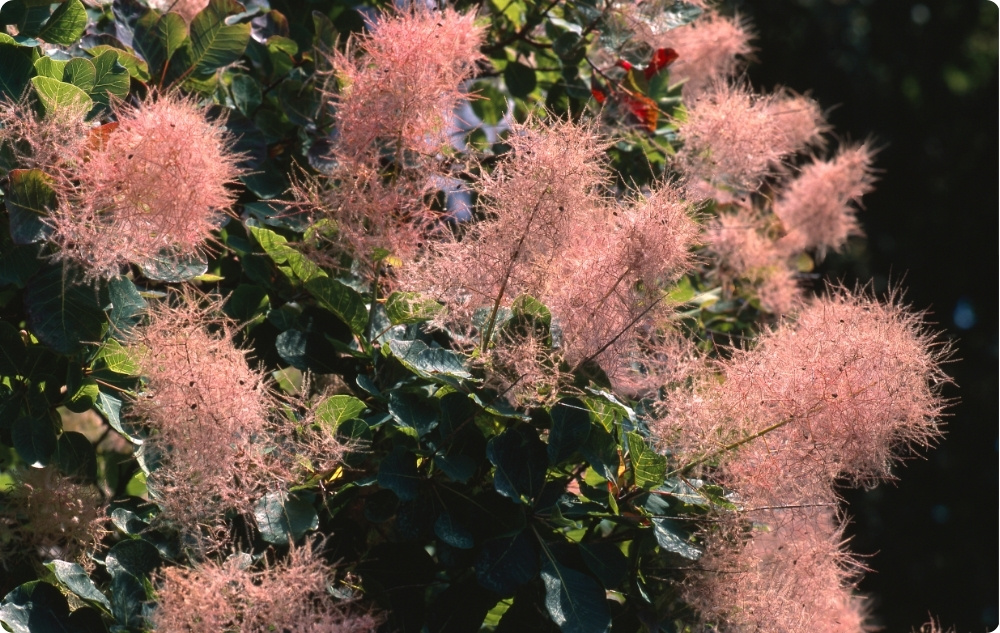 S čím pomáhá Květinová voda Ruj Vlasatá?