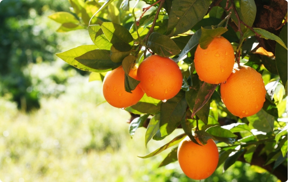 S čím pomáhá Esenciální olej ze Sladký Pomeranč?