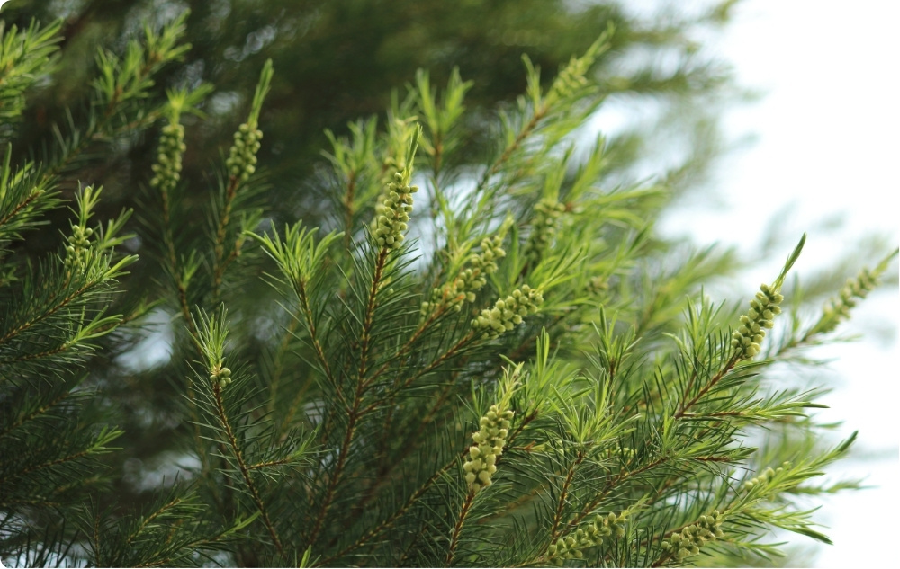 S čím pomáhá Esenciální olej z Čajovník?