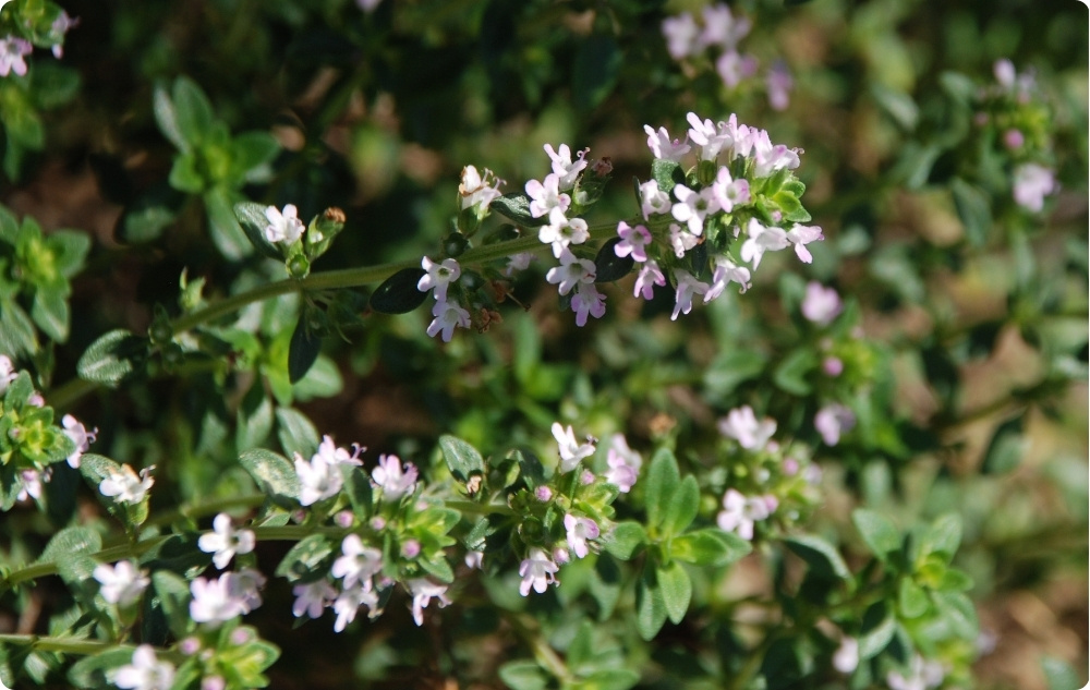 S čím pomáhá Esenciální olej z Tymián Thymol?