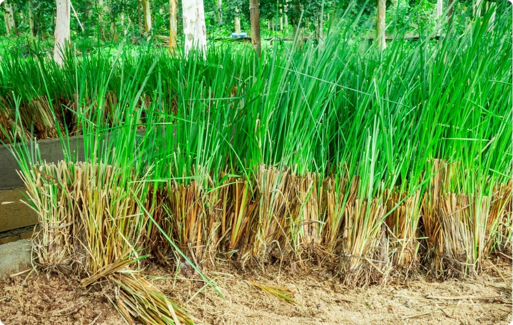 S čím pomáhá Esenciální olej z Vetiver?