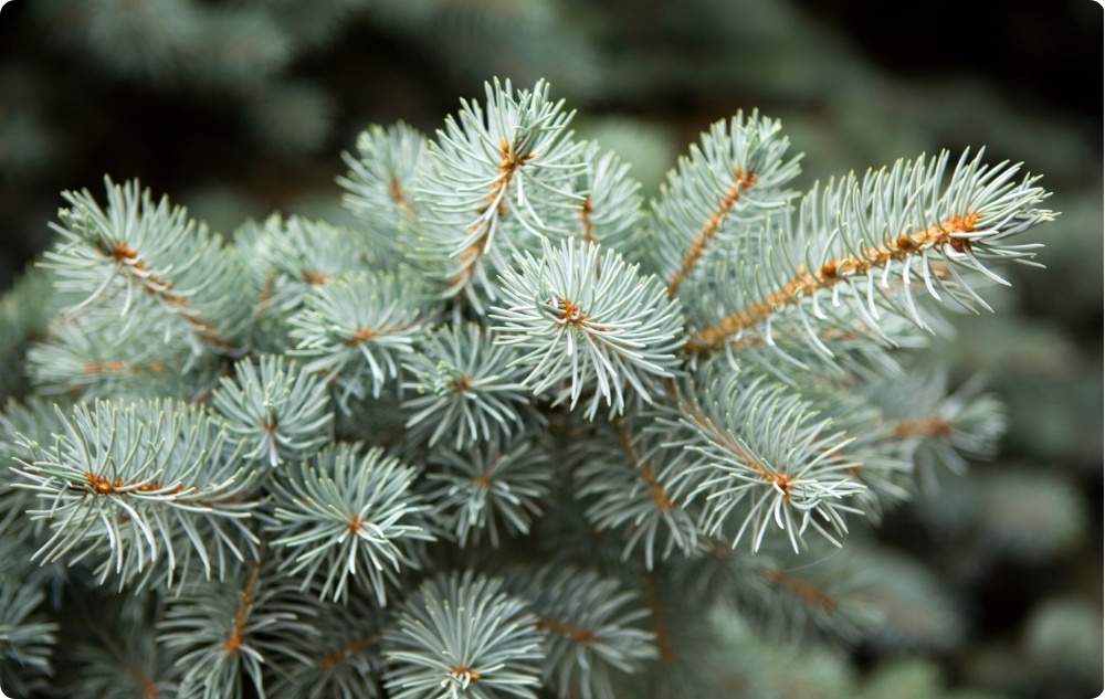 Proč jsme si vybrali Esenciální oleje ze Sladkých Mandlí, Borovice Bílá a Jedle Bělokorá?