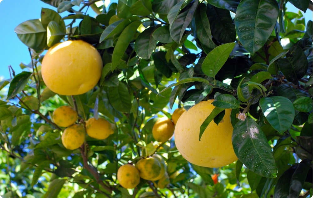 S čím pomáhá Esenciální olej z Grapefruit Bílý?