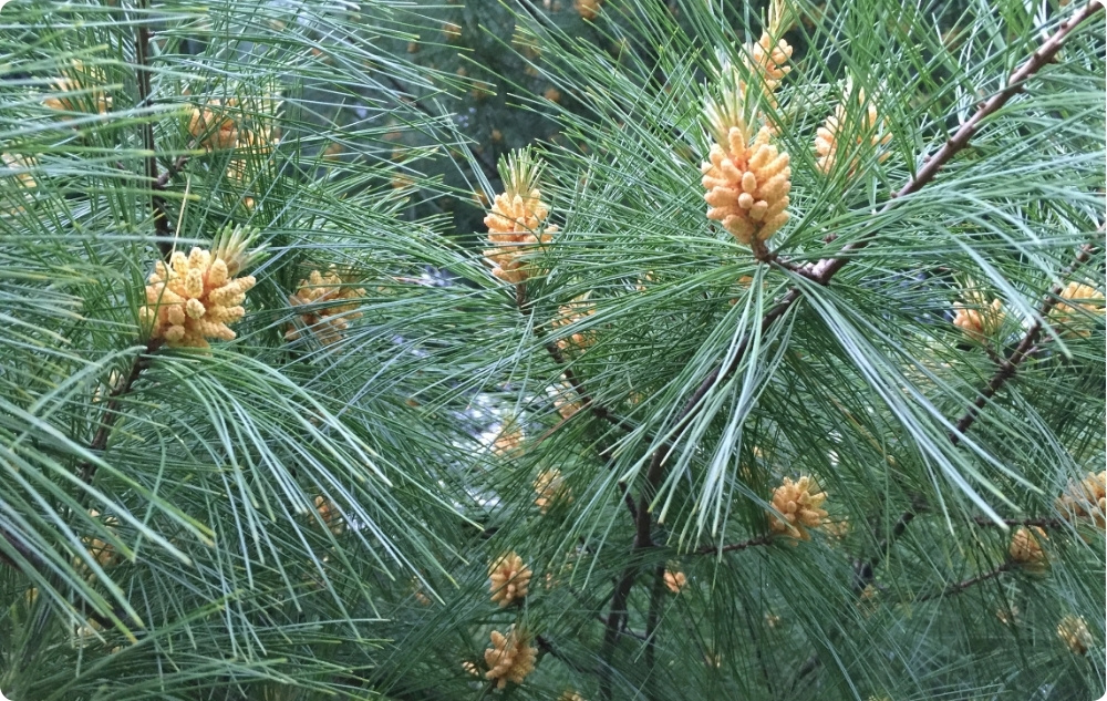 Proč jsme si vybrali Esenciální oleje ze Sladkých Mandlí, Borovice Bílá a Jedle Bělokorá?