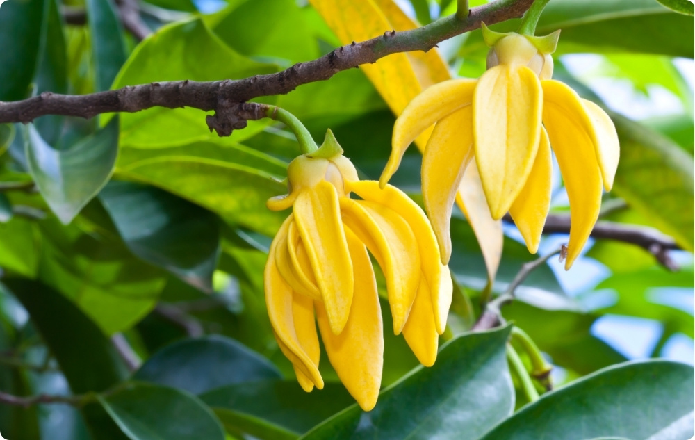 S čím pomáhá Esenciální olej z Ylang-ylang?