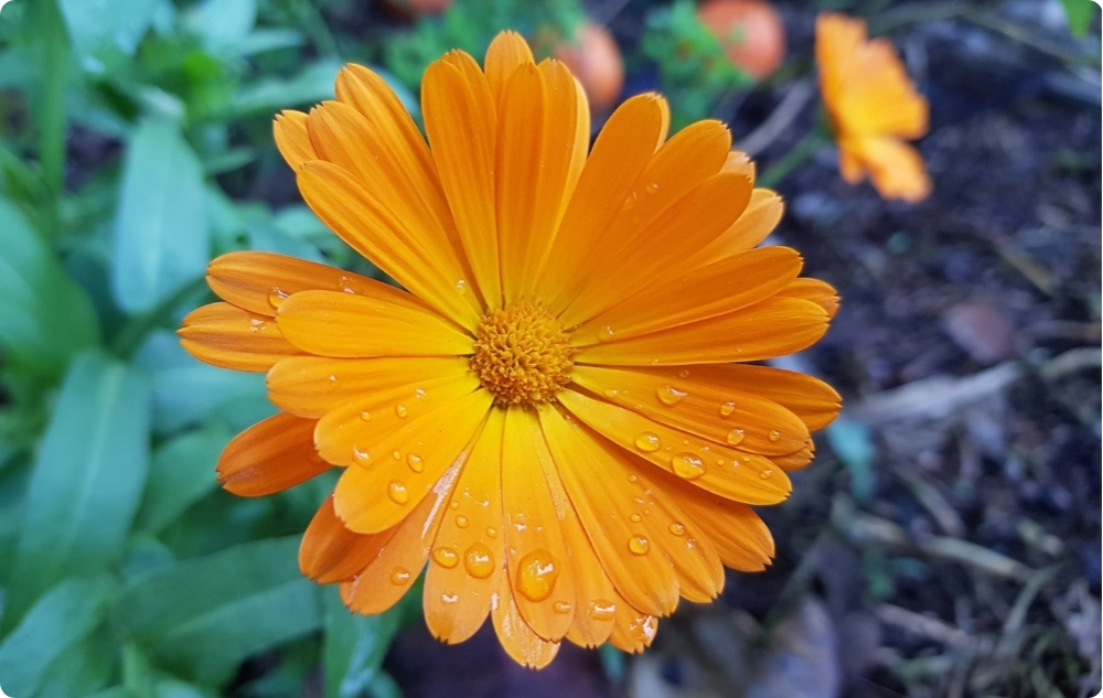 Mast na Popáleniny a Rány s Měsíček lékařský - 40ml