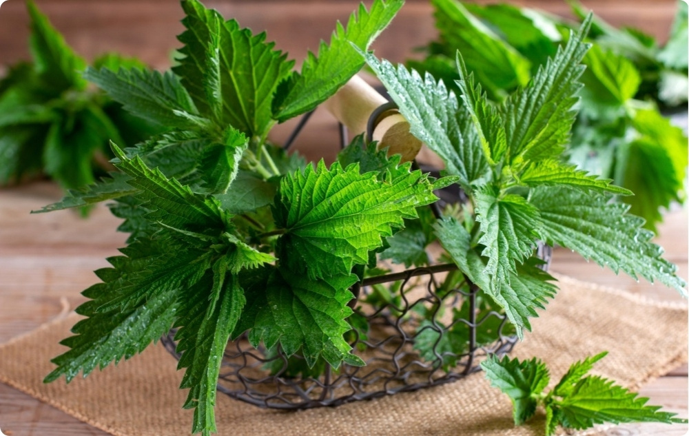 Mast na Klouby s Kostival a Kopřivou - 40ml