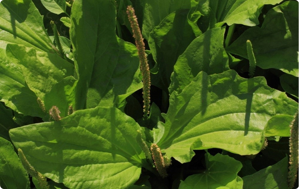 Mast proti Svědění s Oxid Zinečnatý - 40ml